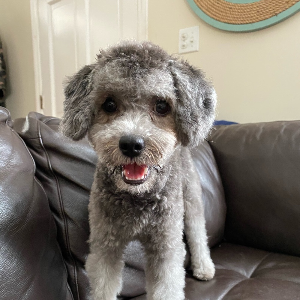 Meet your Posher, Julee